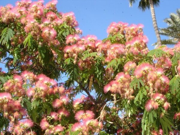 Acacia de Constantinopla (Albizzia julibrissin), 10lts - Imagen 2