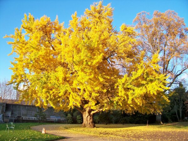 Árbol Sagrado (Ginko Biloba), 10lts - Imagen 4