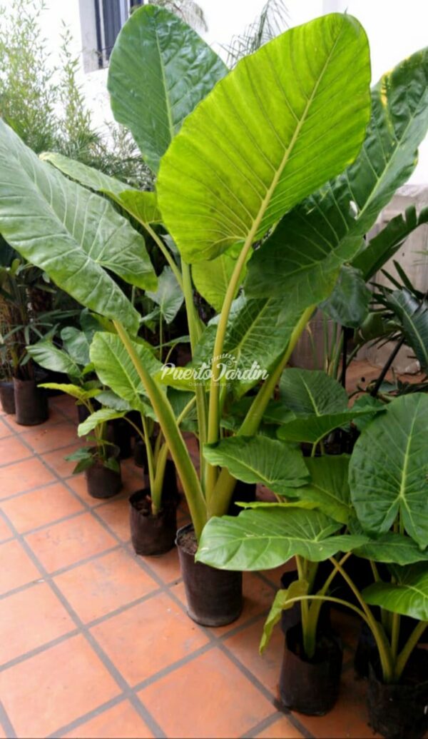 Alocasia (Oreja de elefante), 10lts