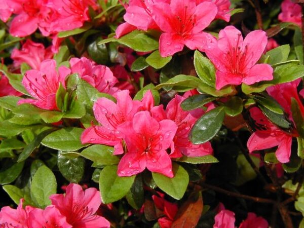 Azalea Japónica, 4lts