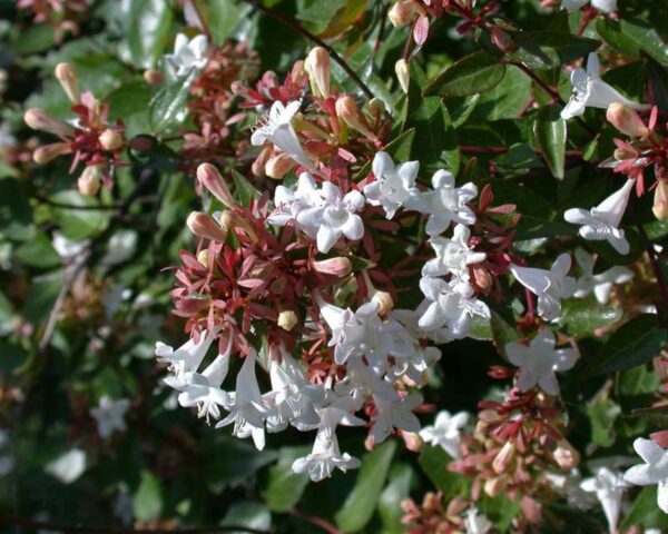 Abelia Grandiflora, 70cm