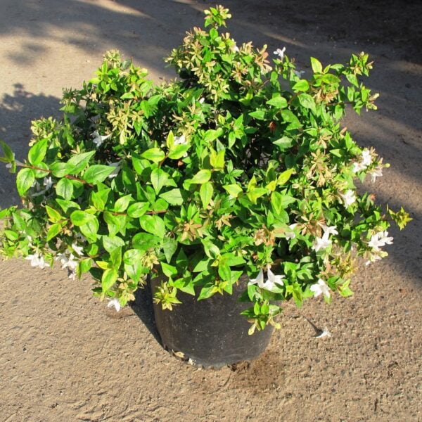 Abelia Grandiflora, 70cm - Imagen 2