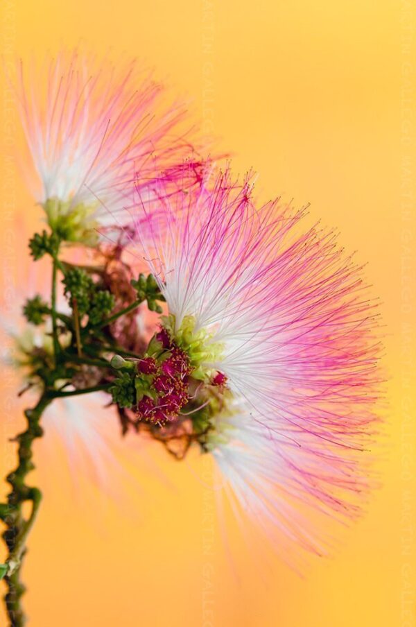 Acacia de Constantinopla (Albizzia julibrissin), 10lts