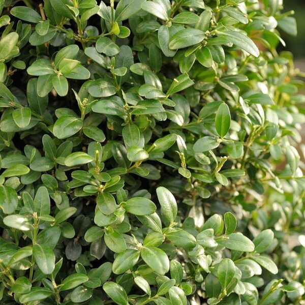 Buxus Sempervirens, 4lts