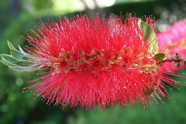 Callistemon, 4lts - Imagen 2