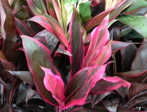 Cordyline Fruticosa Rubra (4 LTS)