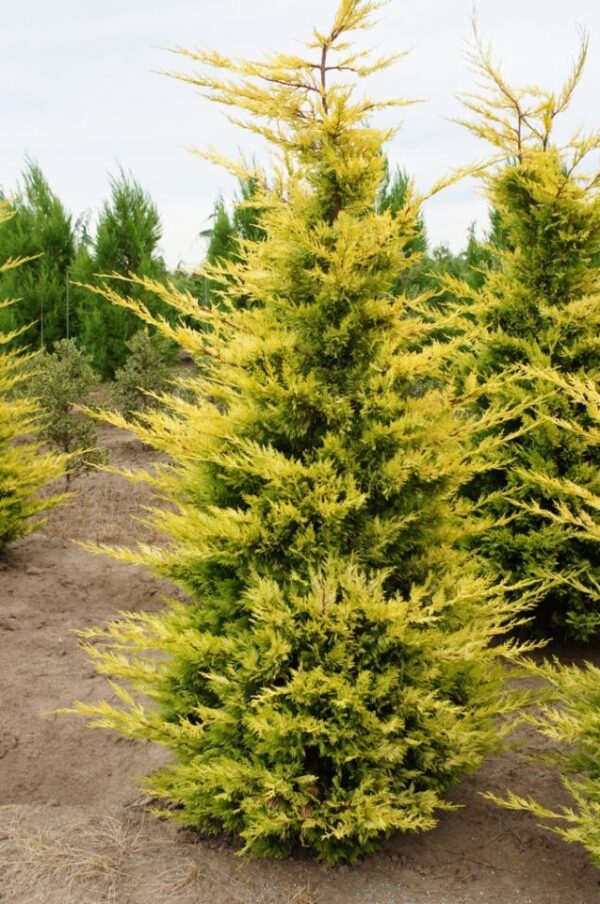 Ciprés Leylandii "Golden Readers" 100-120 CMS (10 LTS)