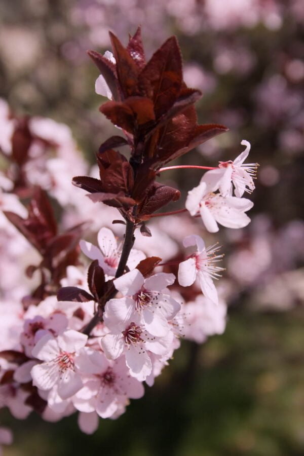 Ciruelo de Jardín (prunus cerasifera atropurpurea)