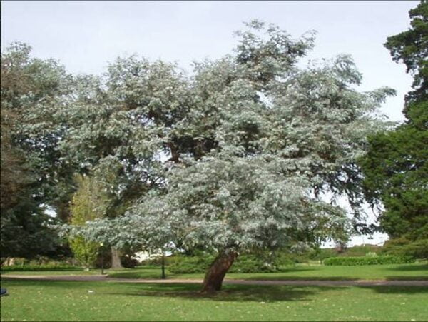 Eucalyptus Cinerea (plateado) 120/150 cms - Imagen 2