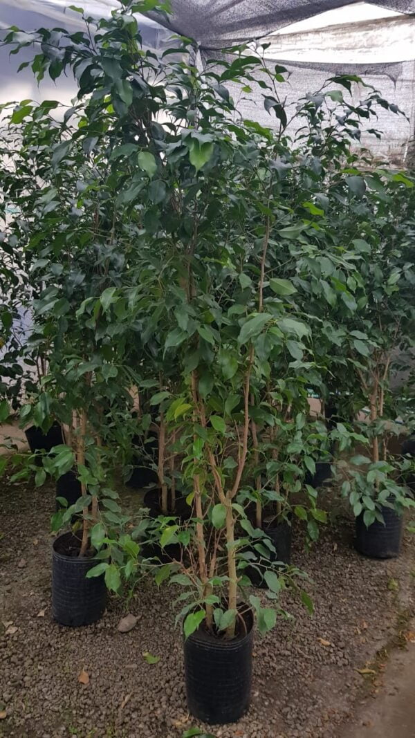 Ficus Benjamina (1,60 m)