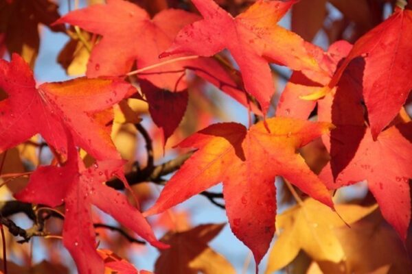 Liquidambar 120/150 cm