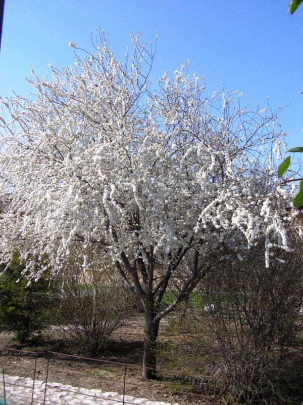 Ciruelo de Jardín (prunus cerasifera atropurpurea) - Imagen 2