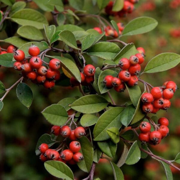 Cotoneaster Franchetti, 4lts