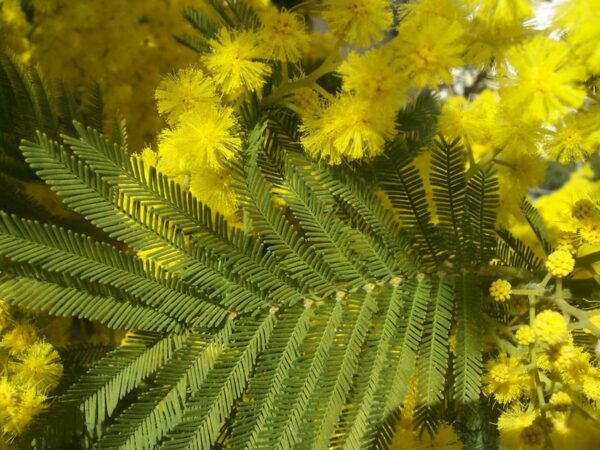 Aromo Francés (Acacia Dealbata), 10lts