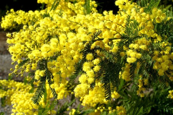 Aromo Francés (Acacia Dealbata), 10lts - Imagen 3