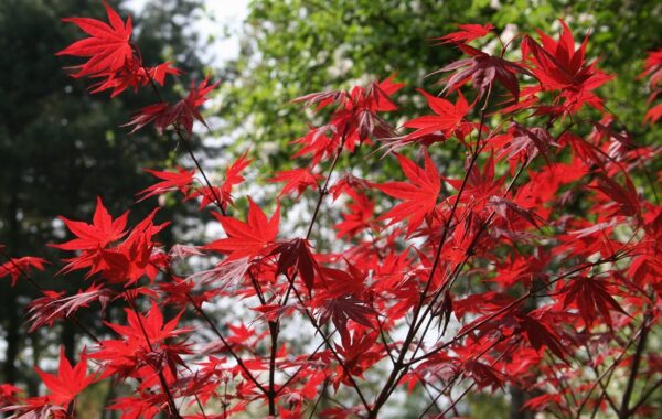 Acer Palmatum Atropurpureum, 10lts