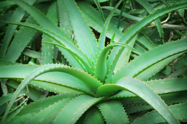 Aloe Vera, 4lts