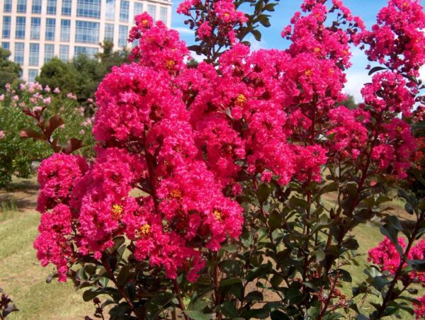 Lagerstroemia Índica (Crespón), 10lts - Imagen 4