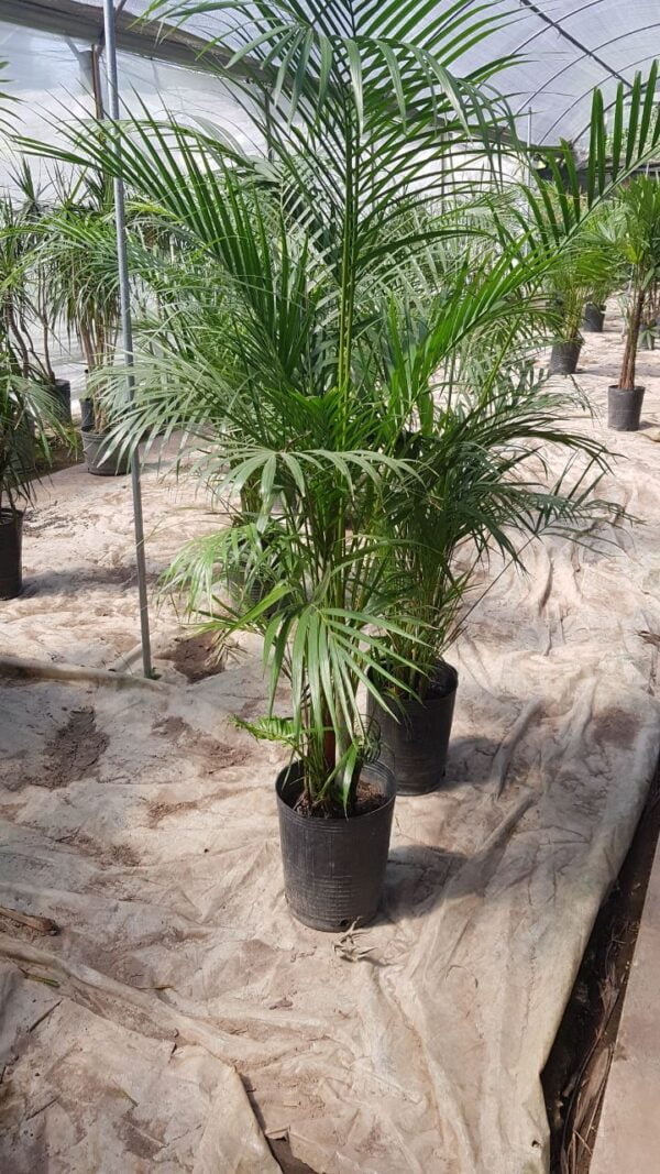 Palmera Areca (15 lts)