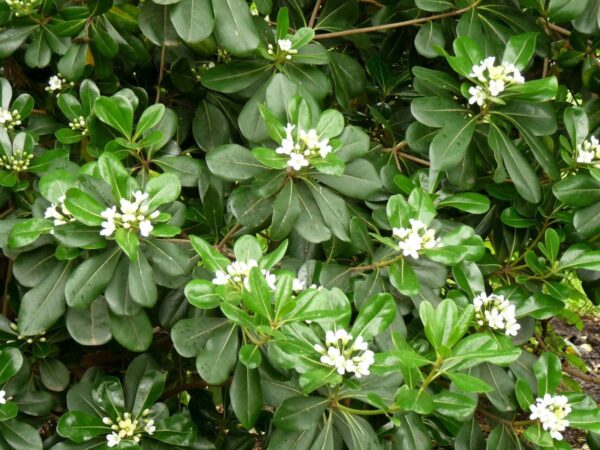 Azarero (Pittosporum Tobira), 4lts