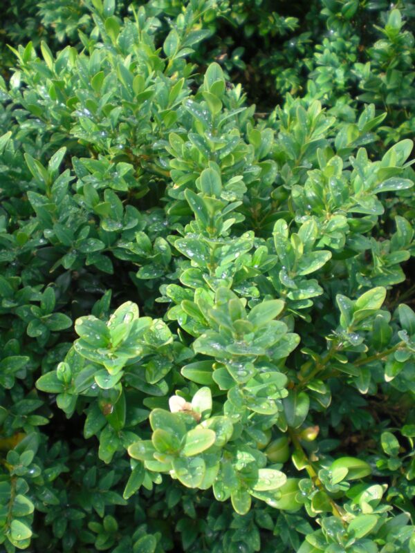 Buxus Sempervirens, 4lts - Imagen 2