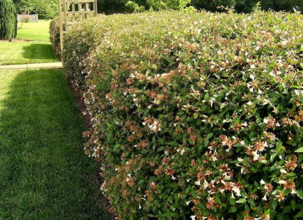 Abelia Grandiflora, 70cm - Imagen 4