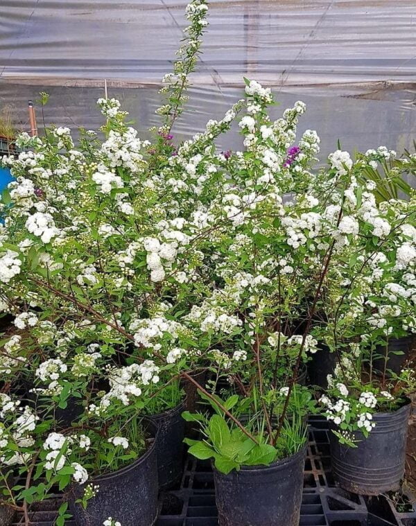 Corona de Novia (Spiraea cantoniensis)