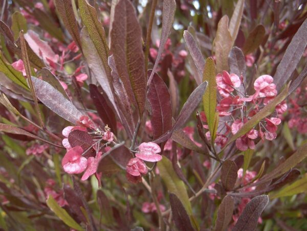 Dodonea Viscosa Purpura (4 LTS)