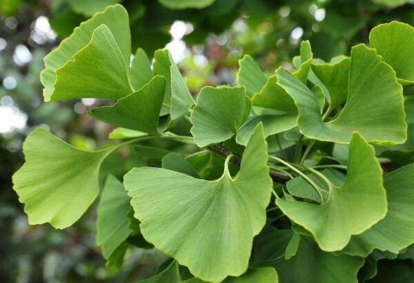 Árbol Sagrado (Ginko Biloba), 10lts