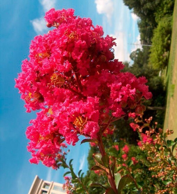 Lagerstroemia Índica (Crespón), 10lts - Imagen 2