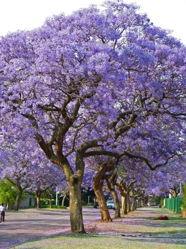 Jacarandá Mimosifolia, 10lts