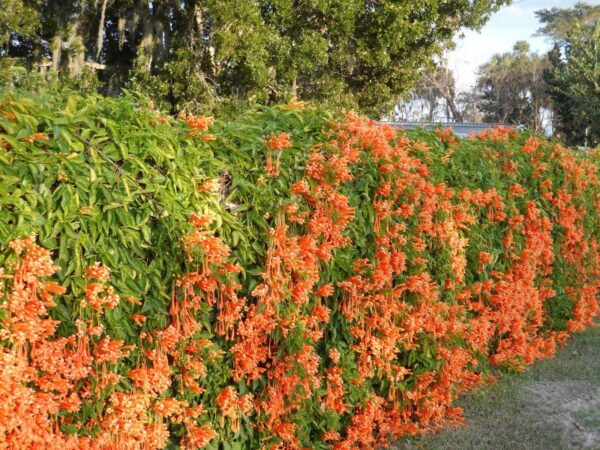 Bignonia de Invierno (Pyrostegia Venusta), 3lts