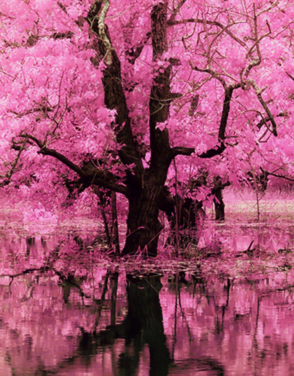 Cerezo de Flor (prunus serrulata) - Imagen 2