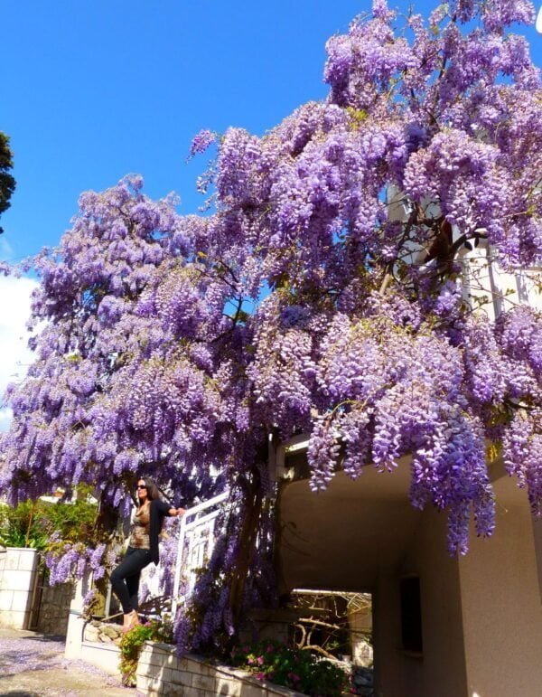 Glicina (Wisteria Sinensis), 10lts