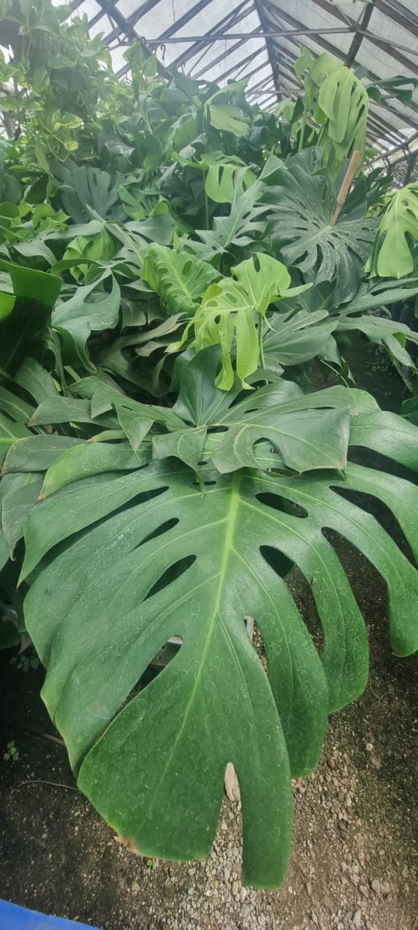 Monstera Deliciosa (Costilla de Adán), 10lts